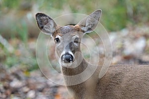 Button buck male baby deer has spotted you in the woods