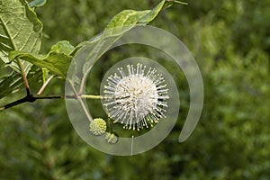 Button Bush Wildflower - Cephalanthus Occidentalis