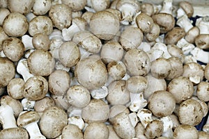 Button or Cultivated Mushroom, agaricus bisporus