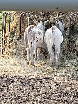 button donkeys eating hay asses cute photo