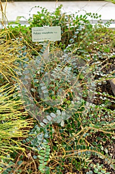 Button fern or Pellaea Rotundifolia plant in Saint Gallen in Switzerland photo