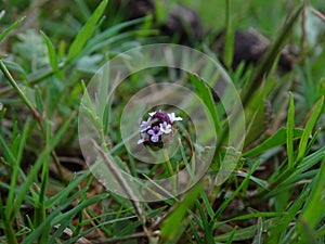 Button flower in gardern