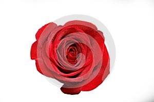 Button of red rose with drops of dew isolated on white