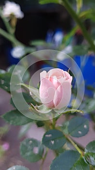 Button of rose in nature