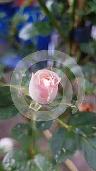 Button of rose in nature