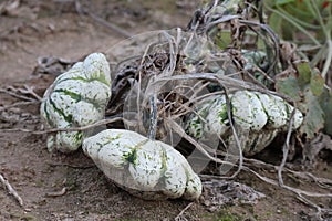 Button squash in the Sand