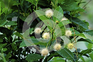 Buttonbush   49782