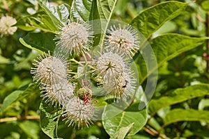 Buttonbush, Cephalanthus occidentalis