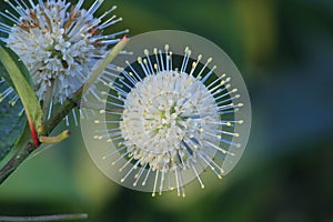 Buttonbush (Cephalanthus occidentalis) Flower