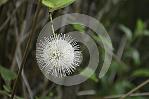 Buttonbush Flower