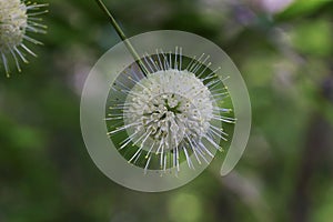 Buttonbush Flower In Full Bloom, Closeup