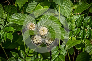 Buttonbush plant in bloom