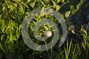 Buttonbush Plant on a Warm Day