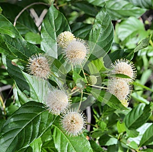 Buttonbush shrub blooms photo