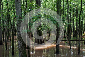 Buttonland Swamp of Cache River State Natural Area, Illinois