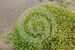 Buttonweed - invasive species