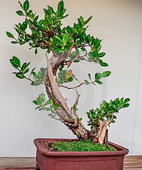 Buttonwood Bonsai Tree