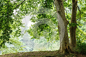 Buttonwood lush growth