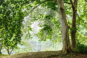 Buttonwood lush growth