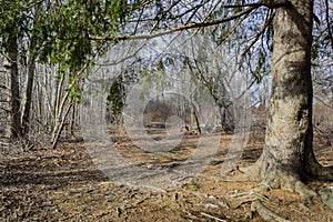 Buttonwood Park trail