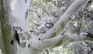 Buttonwood tree detail