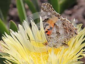 Buttrefly Painted Lady (Vanessa cardui)