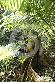 Buttress root in rainforest
