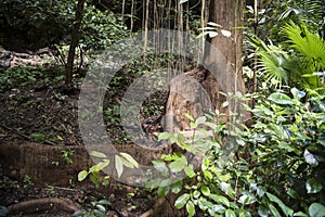 Buttress root in rainforest