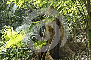 Buttress root in rainforest