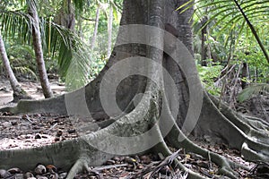 Buttress Roots on a Ceiba Tree in a Tropical Forest