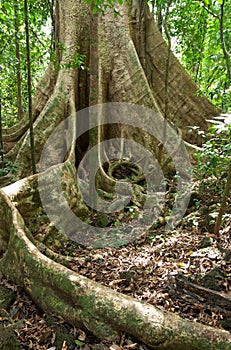 Buttress roots of large tree photo