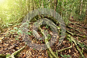 Buttress roots at Maliau Basin Conservation Area