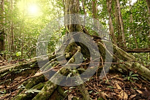 Buttress roots at Maliau Basin Conservation Area