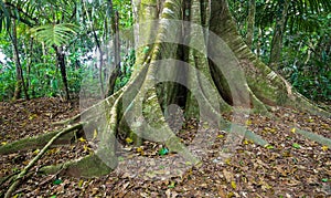 Buttress Roots photo