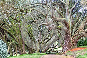 Buttress roots of Moreton Bay fig tree