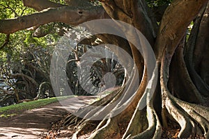 Buttress roots of Moreton Bay fig tree photo