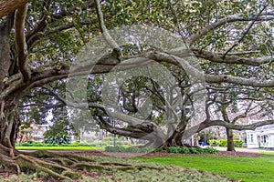 Buttress roots of Moreton Bay fig tree