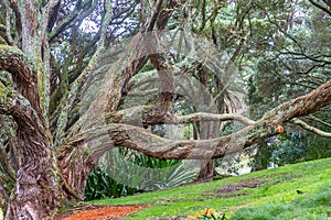 Buttress roots of Moreton Bay fig tree