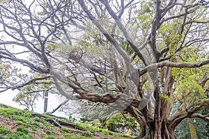 Buttress roots of Moreton Bay fig tree