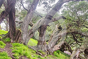 Buttress roots of Moreton Bay fig tree