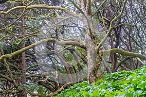 Buttress roots of Moreton Bay fig tree