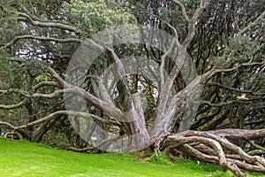 Buttress roots of Moreton Bay fig tree photo