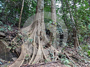 The buttress roots of a tropical tree