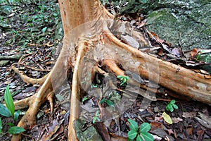 Buttressed Tree Roots
