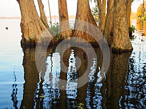 Buttresses of a clump of swamp cypress trees reflected in the water