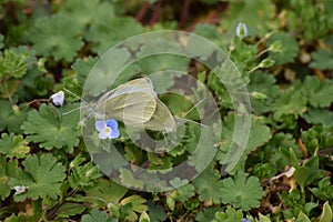 Buttrflies mating