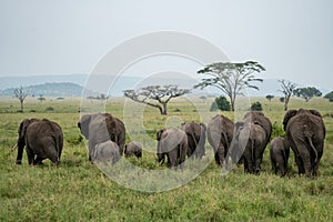 Butts of an elephant family walking across the plains of the Serengeti - Tanzania