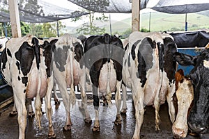 Butts with udders of a herd of cows side by side photo