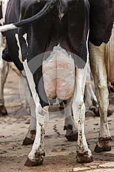Butts with udders of a herd of cows side by side