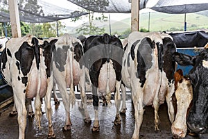 Butts with udders of a herd of cows side by side